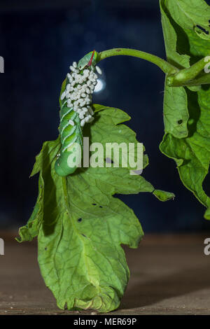 Eine Tomate hornworm, der catepillar Form der Five-Spotted Tabakschwärmer, befallen die Kokons von einer Wespe, braconidae. Es ist fatal für die Hornworm. Stockfoto