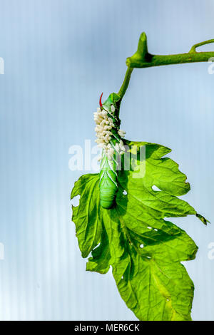 Eine Tomate hornworm, die Fünf - gefleckte Tabakschwärmer Caterpillar, ist geplagt mit parasitische Wespe Kokons Bracondae. Der Befall ist fatal für die Hornworm Stockfoto