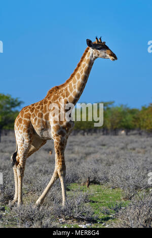 Namibischen Giraffe oder angolanischen Giraffe (Giraffa Camelopardalis angolensis), erwachsene Wandern, Etosha National Park, Namibia, Afrika Stockfoto