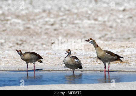 Nilgänse (Alopochen Aegyptiaca) in Wasser am Wasserloch, Etosha National Park, Namibia, Afrika Stockfoto