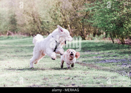 Cavachon und Golden Doodle Hunde zusammen spielen auf einem Spaziergang in der Natur Stockfoto