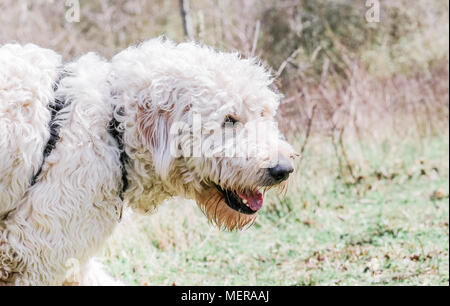 Golden Doodle Hund heraus auf einem Spaziergang in der Natur, Großbritannien Stockfoto