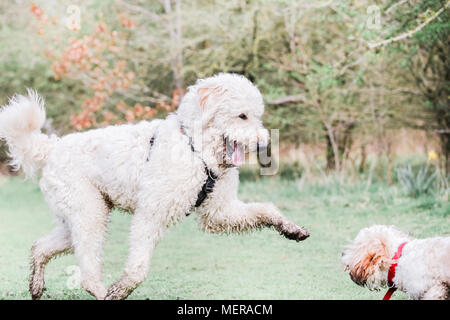 Cavachon und Golden Doodle Hunde zusammen spielen auf einem Spaziergang in der Natur Stockfoto