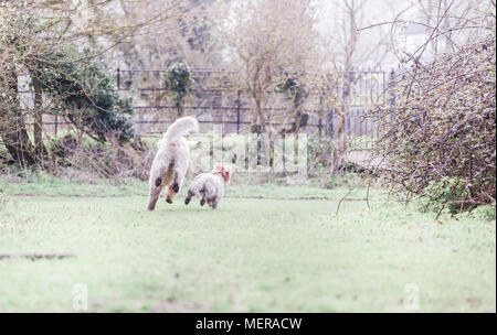 Cavachon und Golden Doodle Hunde zusammen spielen auf einem Spaziergang in der Natur Stockfoto