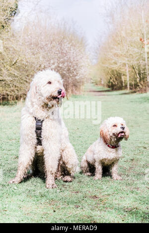 Cavachon und Golden Doodle Hunde zusammen spielen auf einem Spaziergang in der Natur Stockfoto