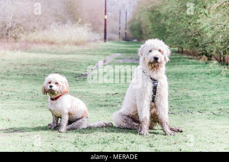 Cavachon und Golden Doodle Hunde zusammen spielen auf einem Spaziergang in der Natur Stockfoto