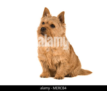 Cute Norwich terrier sitzen, blickte auf weißem Hintergrund Stockfoto