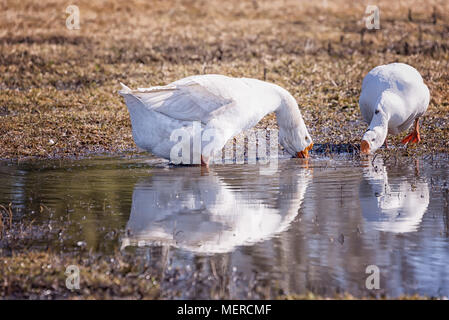 Weiße Gänse auf der Weide am Teich im Dorf im Frühling Stockfoto