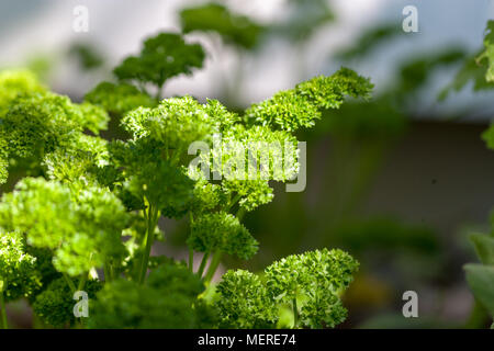 Petersilie (Petroselinum crispum) Persilja Stockfoto