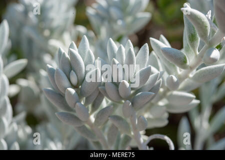 Woolly Senecio, Kokongfetstånds (Senecio haworthii) Stockfoto