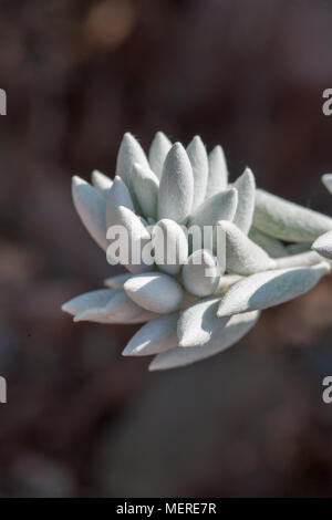 Woolly Senecio, Kokongfetstånds (Senecio haworthii) Stockfoto