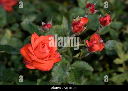 'Orange Sensation 'Floribunda Rose, Floribundaros (Rosa) Stockfoto