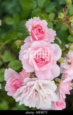 'Bonica 82 'Floribunda Rose, Floribundaros (Rosa) Stockfoto