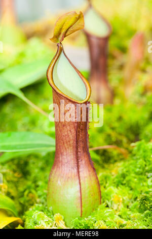 Madagaskar Kannenpflanze, Kannranka (Nepenthes madagascariensis) Stockfoto