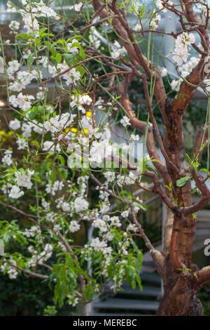 Mandel, Sötmandel (Prunus dulcis) Stockfoto