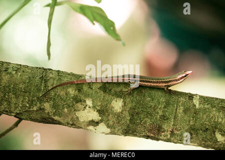 Seychellen Skink, (Trachylepis Seychellensis), Insel Cousin, Seychellen Stockfoto