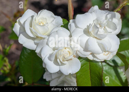 'Everest, Eisbergs" Floribunda Rose, Floribundaros (Rosa) Stockfoto