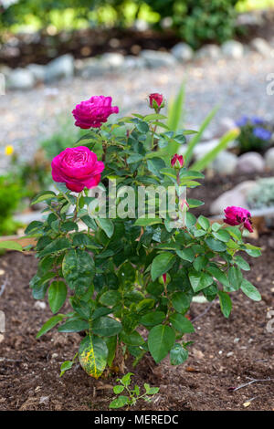 "Heidi Klum" Floribunda Rose, Floribundaros (Rosa) Stockfoto