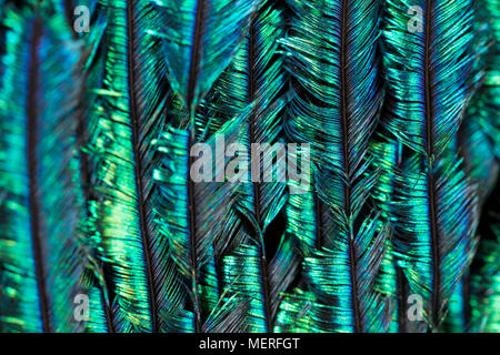 Nahaufnahme Bild der Federstruktur und Farben aus der Schwanzfedern eines häuslich Indischen Pfau Pavo cristatus. Lancashire England UK GB Stockfoto
