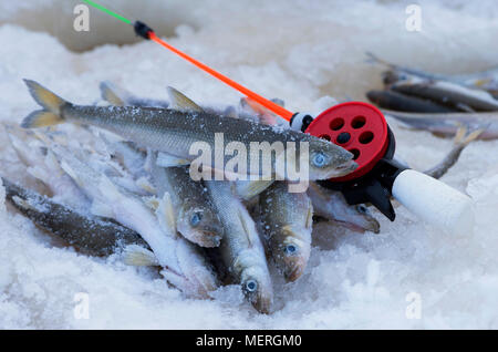 Die Europäische roch (Osmerus eperlanus) und Winter Angelrute ist sind auf dem Eis in der freien Natur. Stockfoto