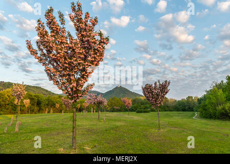 Blühende Kirschbäume im Japanischen Park (Kirschenhain Donauinsel Wien Österreich) an einem sonnigen Morgen im Frühling Stockfoto