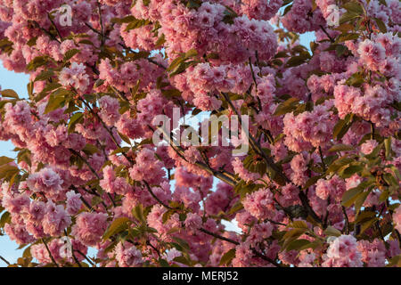 Blühende Kirschbäume im Japanischen Park (Kirschenhain Donauinsel Wien Österreich) an einem sonnigen Morgen im Frühling Stockfoto