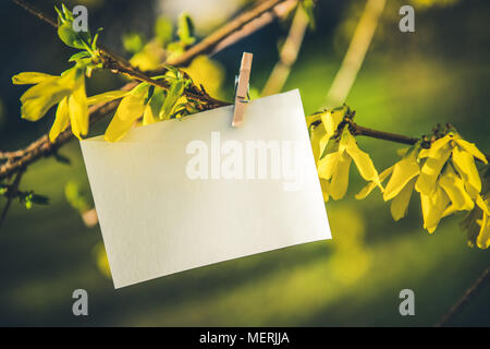Weiße Karte auf gelben Blumen bush Hintergrund. Eine leere Karte hängen am Baum im Freien Stockfoto