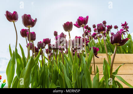 Dunkel lila Tulpen in einem Tulip Farm in Kamloops, BC, Kanada Stockfoto