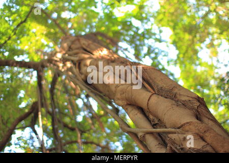 Tropischer Wald Baumkronen. Multi Layer Pflanzen im üppigen Dschungel. Suchen uo Unter großer immergrüner Baum Vordach Stockfoto