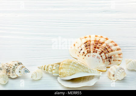 Verschiedene Muscheln auf Weiß lackiert Holzbretter. Sommer Hintergrund Stockfoto