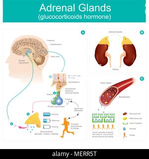 Glucocorticoide Hormon und Hilfe erhöhte Blutzuckerwerte. Retention von Natrium und Wasser in der Niere. Erhöhte Blutzuckerwerte für Energie aus durch Stock Vektor