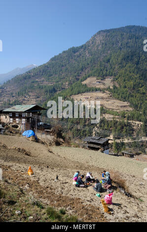 Menschen pflanzt Kartoffeln im Feld, Haa Valley, Bhutan Stockfoto