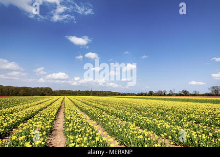 Felder der gelbe Tulpen im Frühling mit blauem Himmel und weißen Wolken. Ackerland Blumen Stockfoto