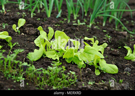 Verschiedene Bio Gemüse Setzlinge (Salat, Zwiebel) wächst in der Erde. Stockfoto