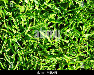 Gras mit Regentropfen. Stockfoto