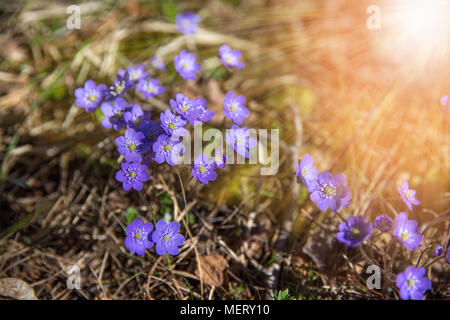 Gemeinsame Leberblümchen, Hepatica nobilis in Garten, erste Frühling blaue Blumen im Sonnenlicht, Makroaufnahme mit Grün weiches Licht und verschwommenen Hintergrund. Stockfoto