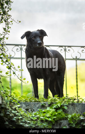 Schwarzer Hund (Canis Lupus Familiaris) steht auf Treppen, Schweiz Stockfoto