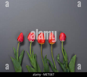 Natürliche Tulpen Blumen auf dunkelgrauem Hintergrund - Liebe und Urlaub Konzept Stockfoto