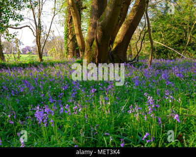 Goldenen Abendlicht auf bluebells in Holz in der Nähe von Hambledon, Hampshire, Großbritannien Stockfoto