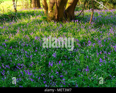 Goldenen Abendlicht auf bluebells in Holz in der Nähe von Hambledon, Hampshire, Großbritannien Stockfoto