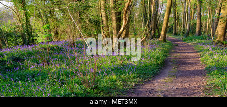 Goldenen Abendlicht auf bluebells in Holz in der Nähe von Hambledon, Hampshire, Großbritannien Stockfoto