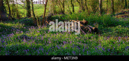 Goldenen Abendlicht auf bluebells in Holz in der Nähe von Hambledon, Hampshire, Großbritannien Stockfoto