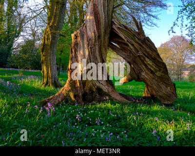 Goldenen Abendlicht auf bluebells in Holz mit einer interessanten Twisted bleibt eines gefallenen Eiche oder Buche, in der Nähe der Hambledon, Hampshire, Großbritannien Stockfoto