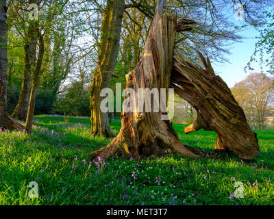 Goldenen Abendlicht auf bluebells in Holz mit einer interessanten Twisted bleibt eines gefallenen Eiche oder Buche, in der Nähe der Hambledon, Hampshire, Großbritannien Stockfoto