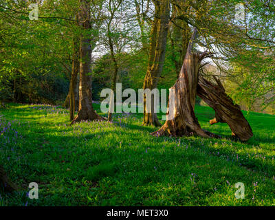 Goldenen Abendlicht auf bluebells in Holz mit einer interessanten Twisted bleibt eines gefallenen Eiche oder Buche, in der Nähe der Hambledon, Hampshire, Großbritannien Stockfoto