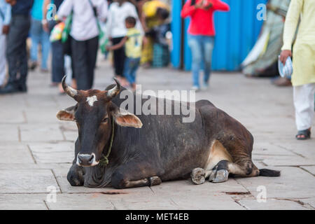 Kuh liegt in Straßen der indischen Stadt. Stockfoto