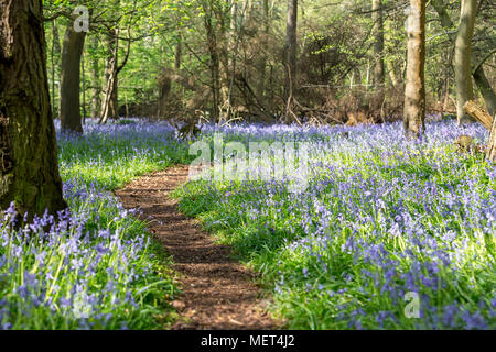 Gewundenen Pfad durch Bluebell Holz im Frühjahr Stockfoto