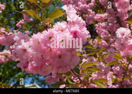 Blühenden Kirschbaum Stockfoto