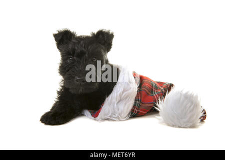 Schwarz Scottish Terrier Welpen in einem Tartan santa hut Cute auf weißem Hintergrund Stockfoto