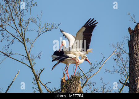 Weißstorch (Ciconia ciconia) sitzen auf den Stamm eines toten Baum und Bill - Klappern im Naturschutzgebiet Moenchbruch in der Nähe von Frankfurt, Deutschland. Stockfoto